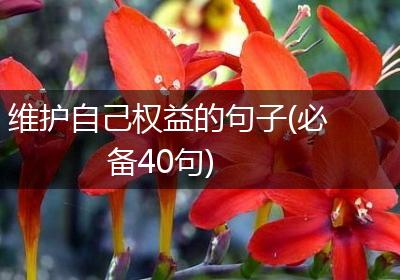 维护自己权益的句子(必备40句)