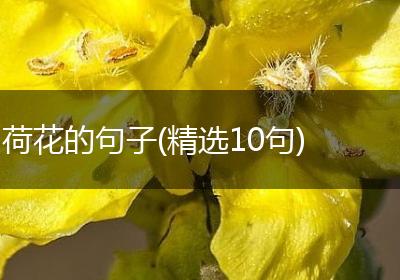 荷花的句子(精选10句)