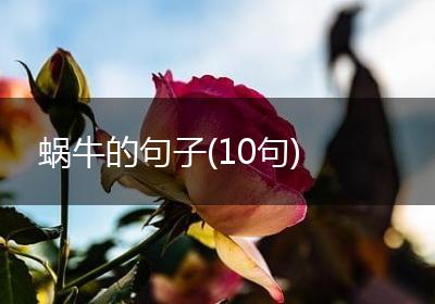 蜗牛的句子(10句)