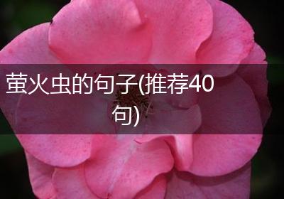 萤火虫的句子(推荐40句)