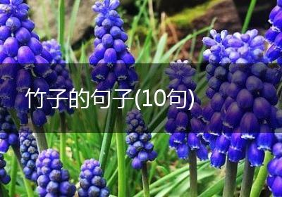 竹子的句子(10句)