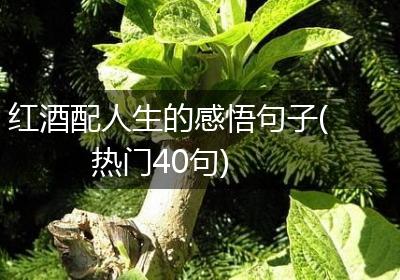 红酒配人生的感悟句子(热门40句)