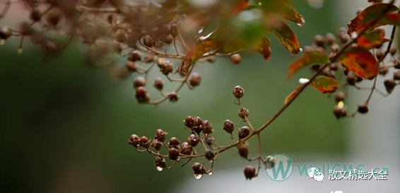 秋雨,第2张