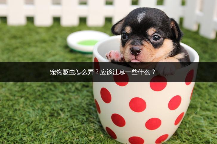 宠物驱虫怎么弄 应该注意一些什么？,第1张