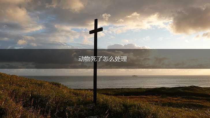 动物死了怎么处理,第1张