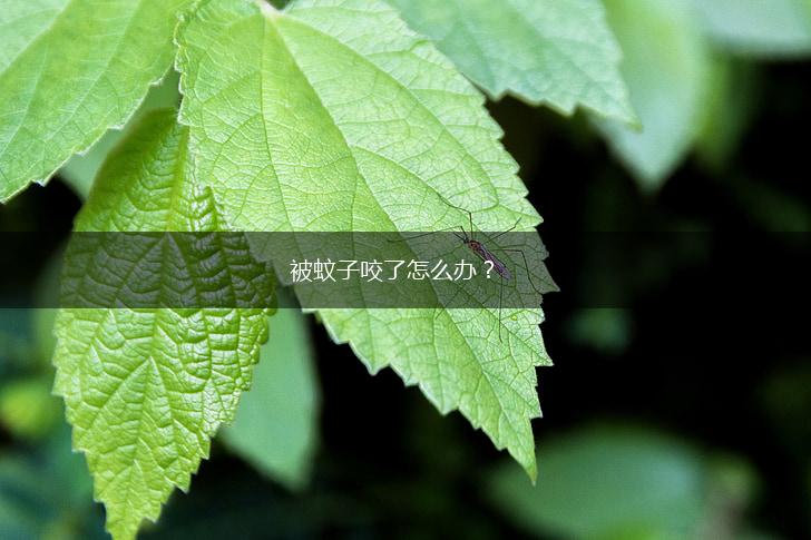 被蚊子咬了怎么办？,第1张