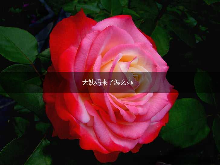 大姨妈来了怎么办,第1张