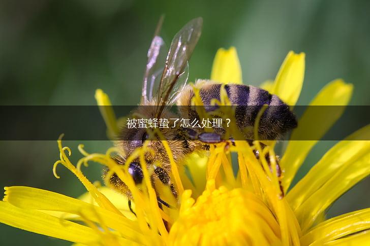 被蜜蜂蛰了怎么处理？,第1张