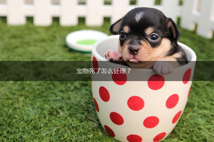 宠物死了怎么处理？,第1张