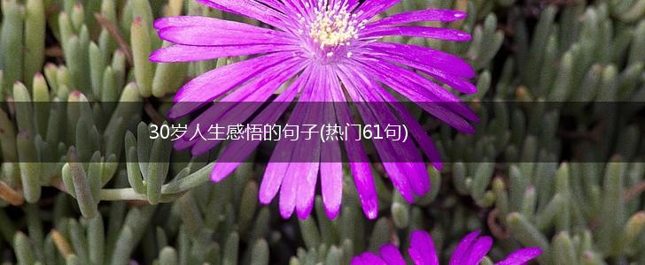 30岁人生感悟的句子(热门61句),第1张