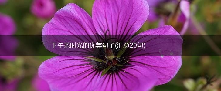 下午茶时光的优美句子(汇总20句),第1张