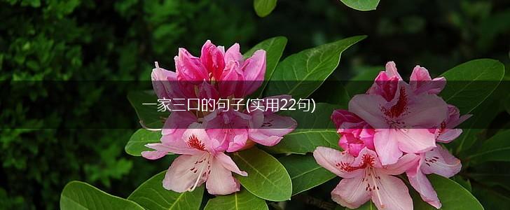 一家三口的句子(实用22句),第1张