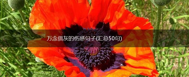 万念俱灰的伤感句子(汇总50句),第1张
