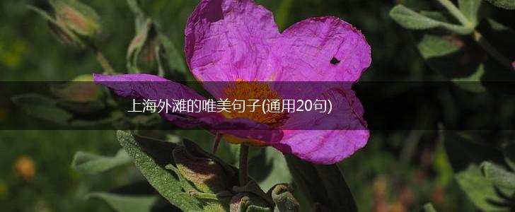 上海外滩的唯美句子(通用20句),第1张