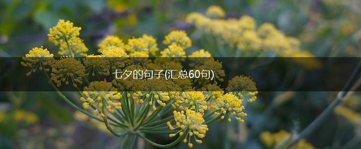 七夕的句子(汇总60句),第1张