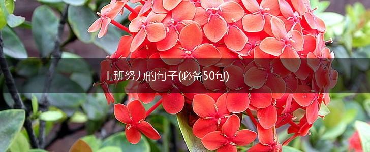 上班努力的句子(必备50句),第1张