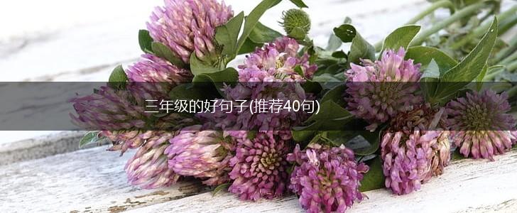 三年级的好句子(推荐40句),第1张