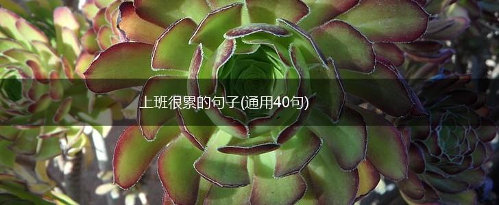 上班很累的句子(通用40句),第1张