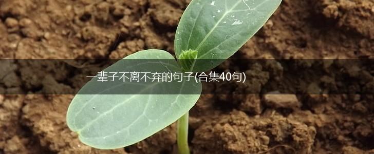一辈子不离不弃的句子(合集40句),第1张