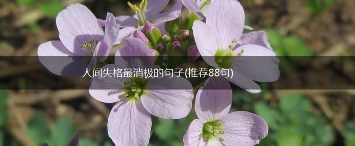 人间失格最消极的句子(推荐88句),第1张