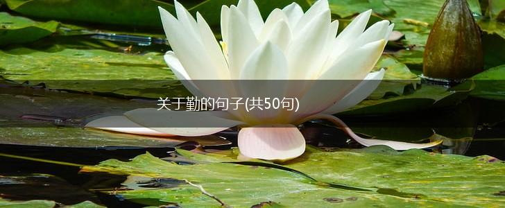 关于勤的句子(共50句),第1张