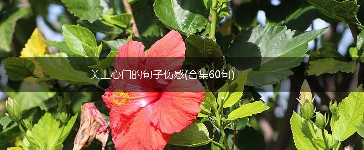 关上心门的句子伤感(合集60句),第1张