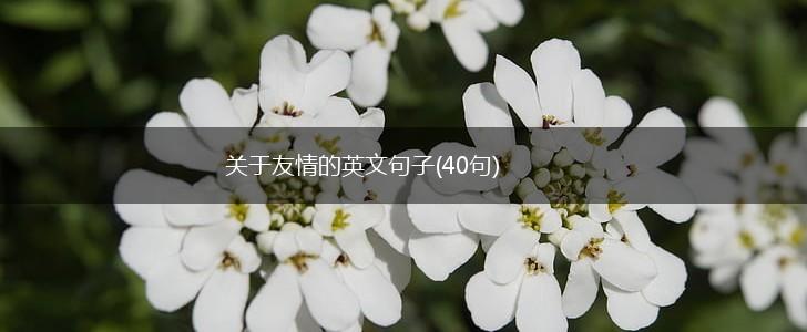 关于友情的英文句子(40句),第1张