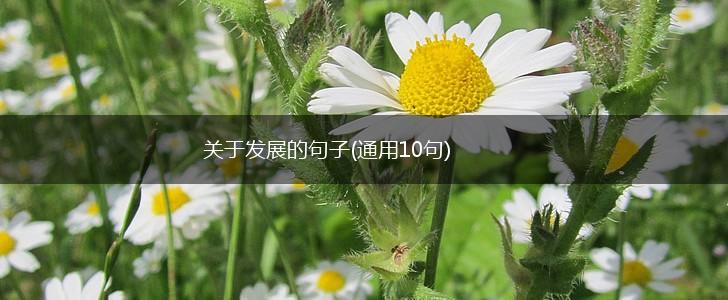 关于发展的句子(通用10句),第1张