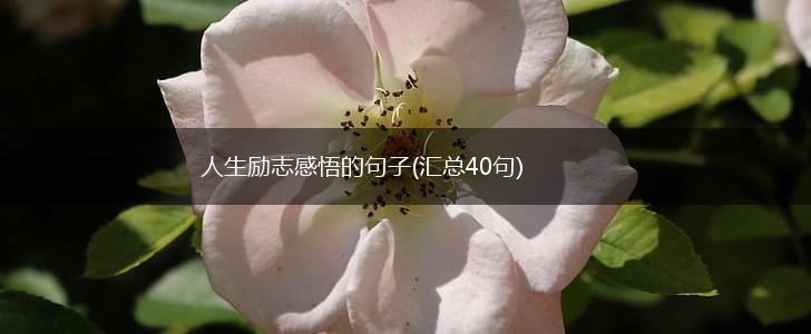 人生励志感悟的句子(汇总40句),第1张