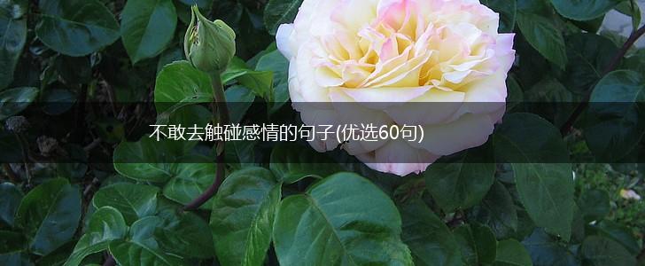 不敢去触碰感情的句子(优选60句),第1张