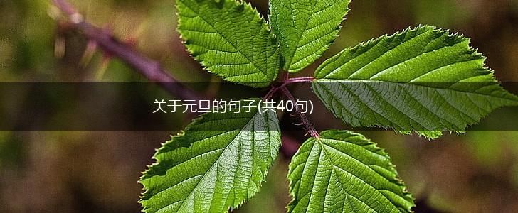 关于元旦的句子(共40句),第1张