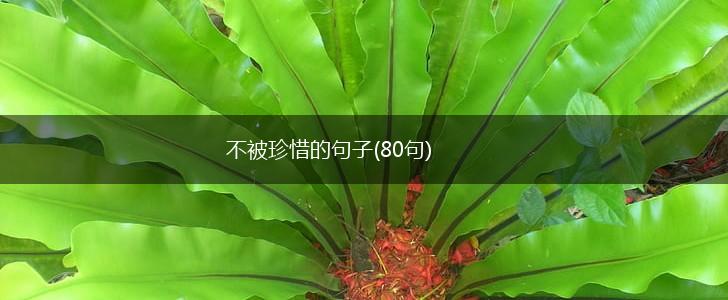 不被珍惜的句子(80句),第1张