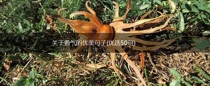 关于勇气的优美句子(优选50句),第1张