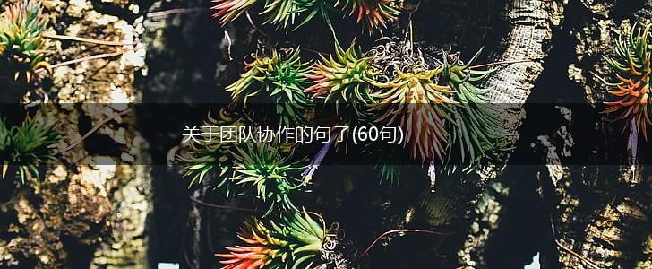 关于团队协作的句子(60句),第1张