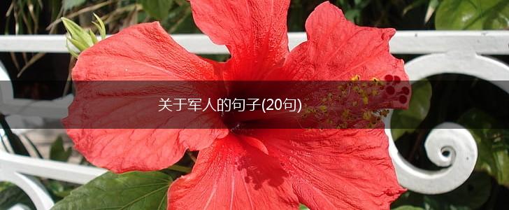 关于军人的句子(20句),第1张