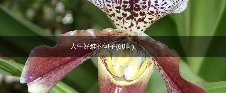 人生好难的句子(60句),第1张