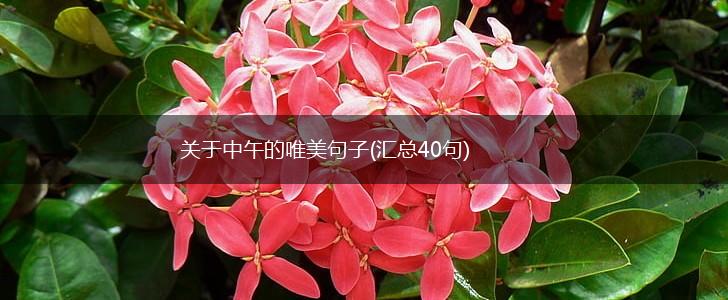 关于中午的唯美句子(汇总40句),第1张