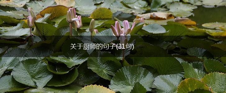 关于厨师的句子(31句),第1张