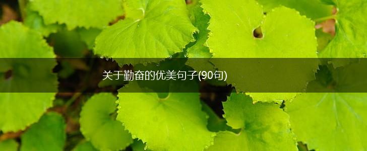 关于勤奋的优美句子(90句),第1张