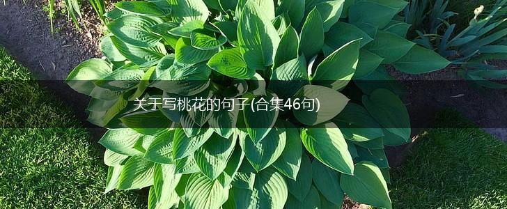关于写桃花的句子(合集46句),第1张