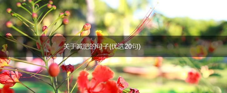 关于减肥的句子(优选20句),第1张