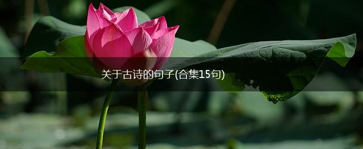 关于古诗的句子(合集15句),第1张