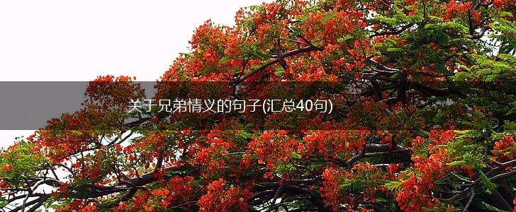 关于兄弟情义的句子(汇总40句),第1张