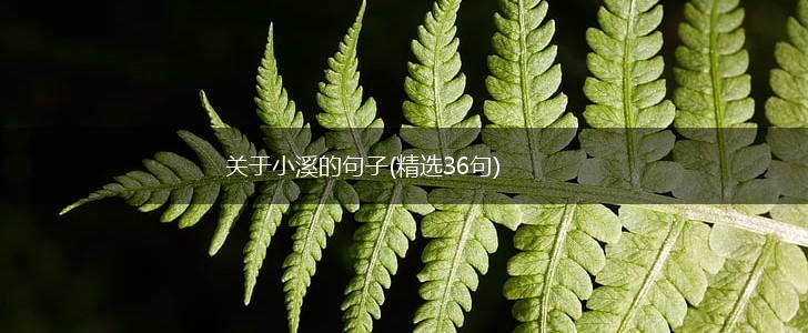 关于小溪的句子(精选36句),第1张
