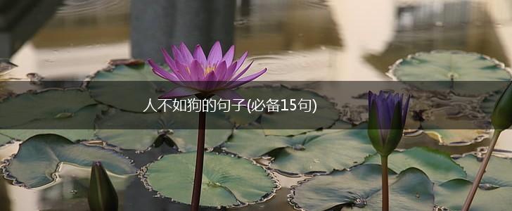 人不如狗的句子(必备15句),第1张