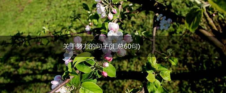 关于努力的句子(汇总60句),第1张