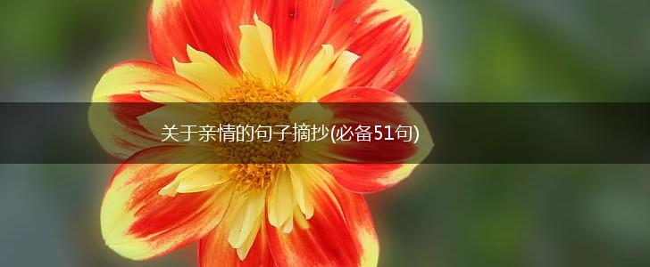 关于亲情的句子摘抄(必备51句),第1张