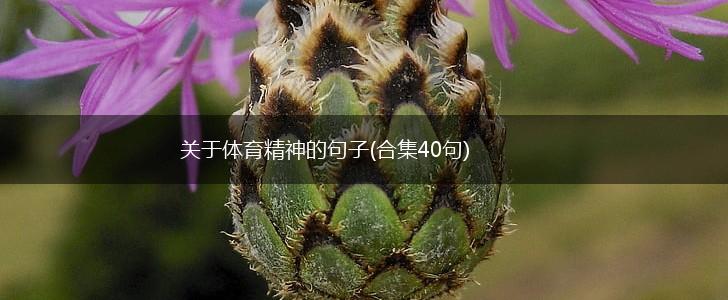 关于体育精神的句子(合集40句),第1张