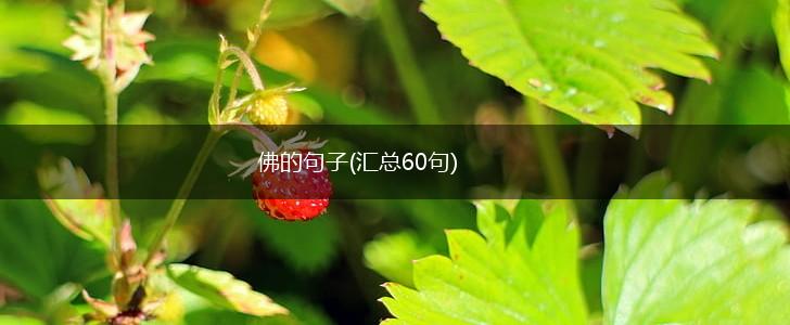 佛的句子(汇总60句),第1张