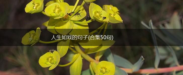 人生如戏的句子(合集50句),第1张